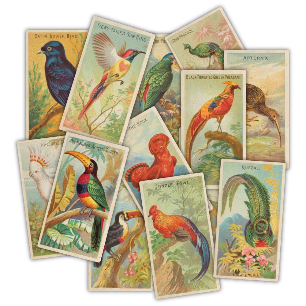 New Craft Consortium The Collector Ephemera 30/Pkg Birds