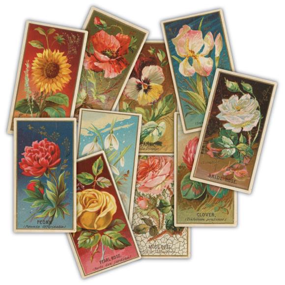 New Craft Consortium The Collector Ephemera 30/Pkg Flowers