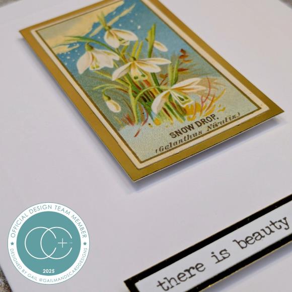 New Craft Consortium The Collector Ephemera 30/Pkg Flowers